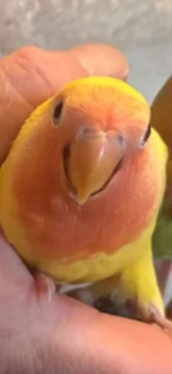 Baby Lutino lovebird