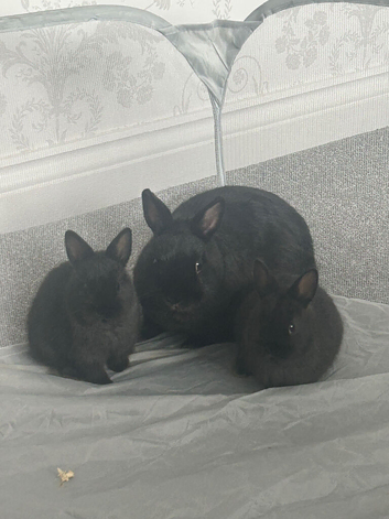 Netherland dwarf rabbits