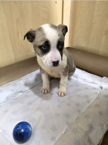 Cute pups for sale