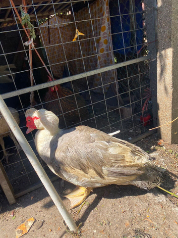 Mascovy duck and chickens for sale