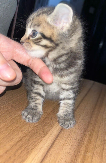 Beautiful mixed breed kittens due in 2 weeks