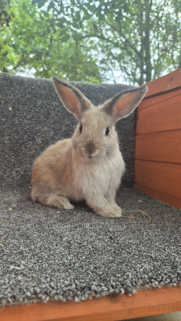 Male dwarf Lops