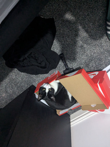 Cat to good home