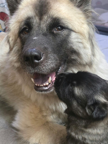 American akita pups