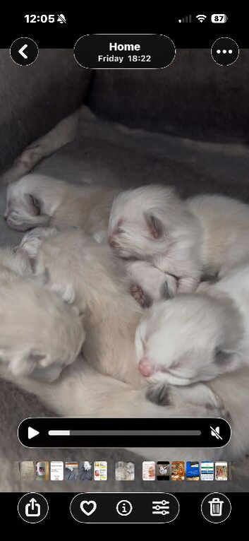 Ragdoll&rsquo;s