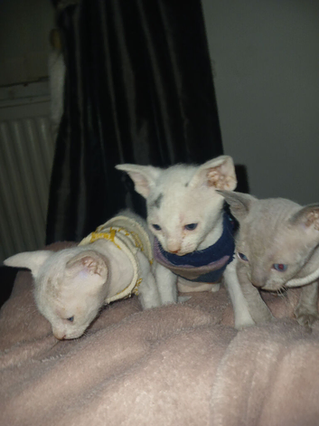 3 kittens