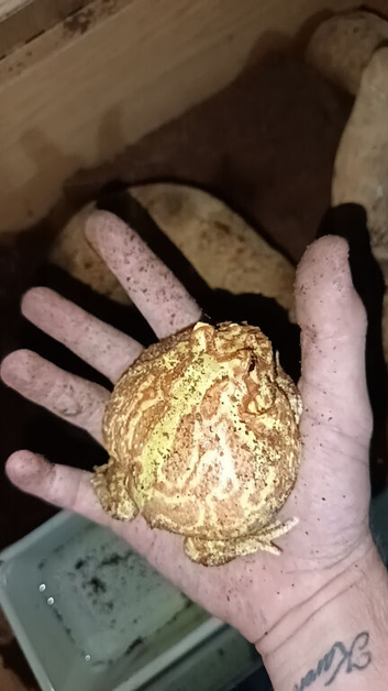 Young horned frog