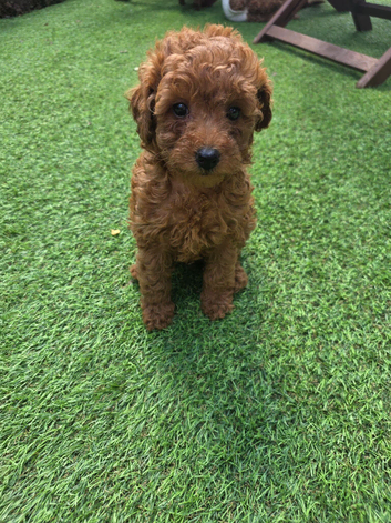Toy poodle puppies