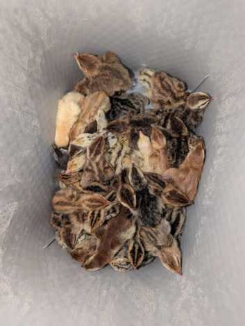 Coturnix quail chicks