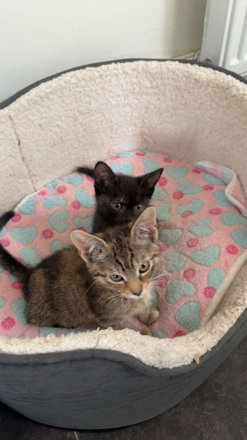 2 female kittens