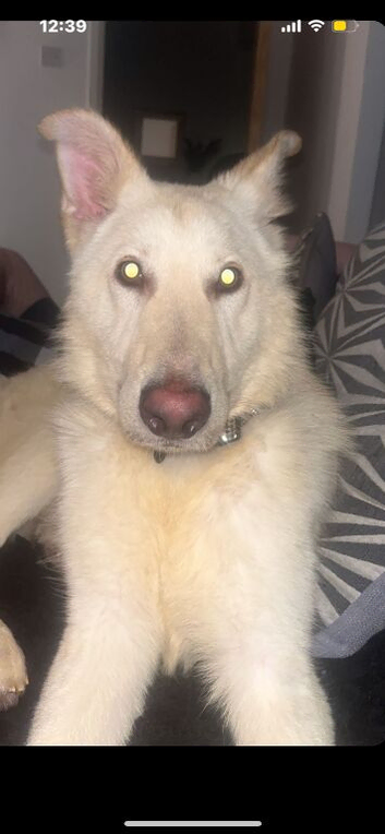 White German Shepard