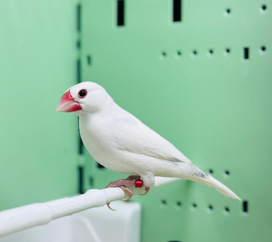 Java finches