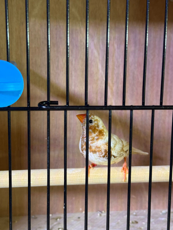 Double orange zebra finches