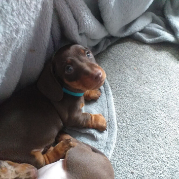 Miniature dachshund
