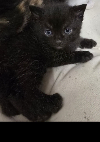 Kittens