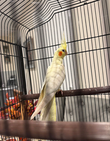 Gorgeous Lutino Cockatiel