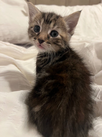Tabby Kittens