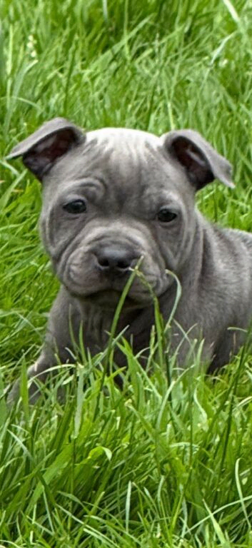 Staffy pups for sale. Excellent pedigree, KC registered