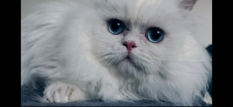 Gorgeous blue eyes pure white Persian minuet munchkin boy