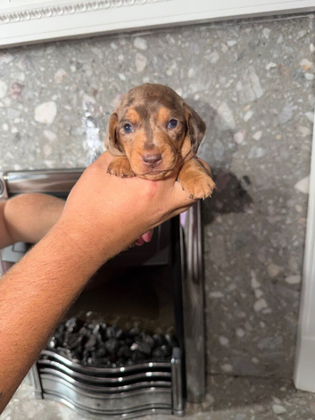 Miniature dachshund puppies for sale
