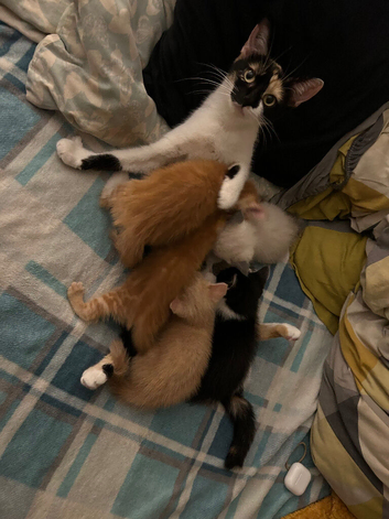 5 kitten for sale