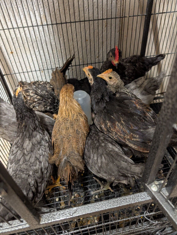 Chicks