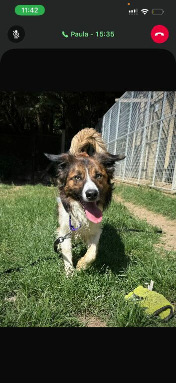 Welsh border collie
