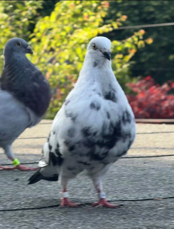 *Incredible* Spanish Ladino/horseman Pouters Pigeons for sale in Glasgow