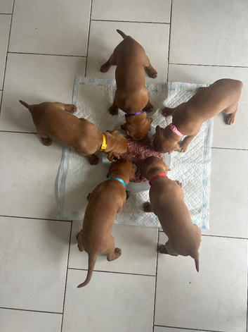 Happy chunky vizsla pups