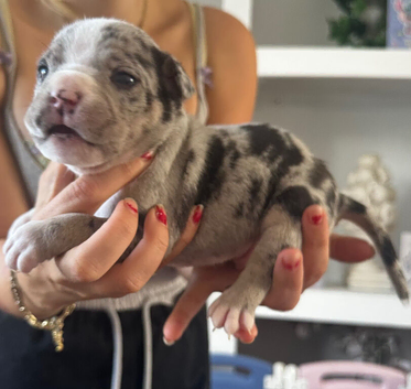 Pocket bully x Staffie pups