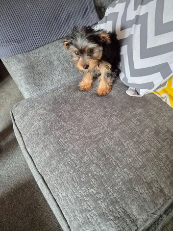 Miniature Yorkshire Terrier pup.