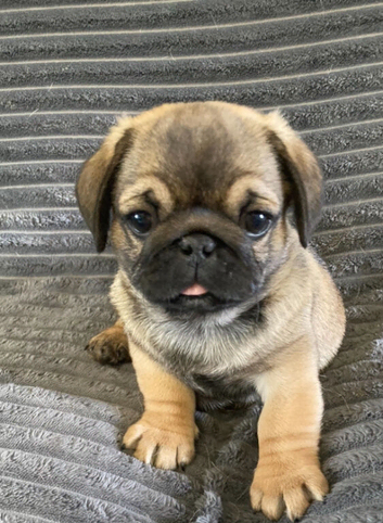 Adorable pugs x for sale