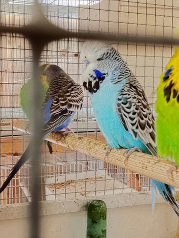 Pair available for sale