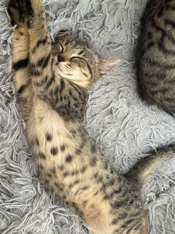 cross bengals ready for forever homes