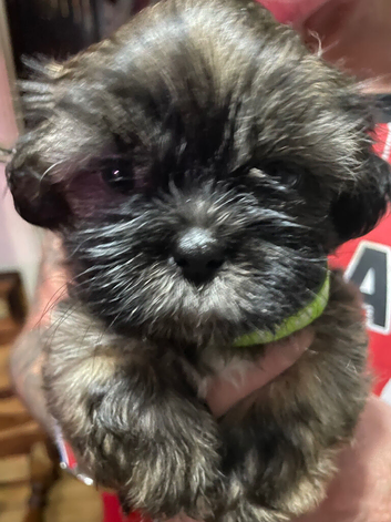 Gorgeous Shih Tzu puppies for sale