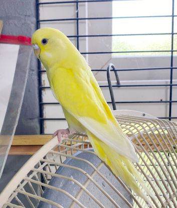 Quality Baby budgies for sale