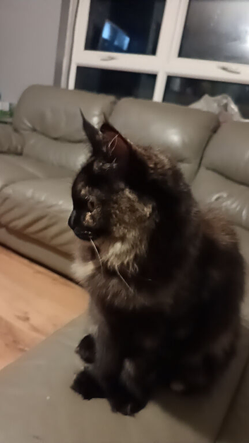 Maine coon x ragdoll to