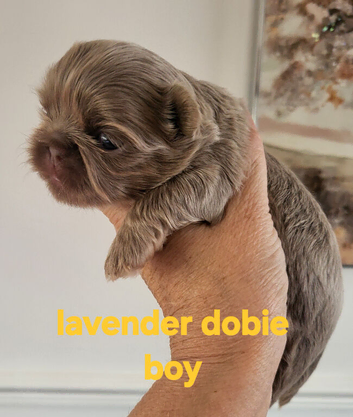 Special quality imperial shih Tzu