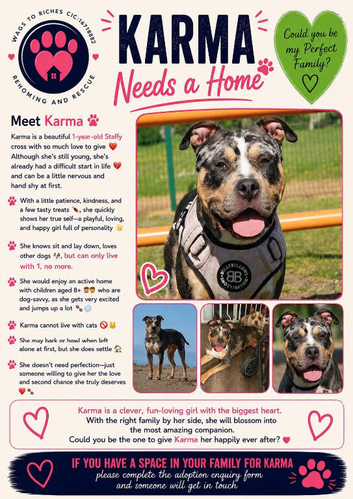 Karma- Staffy x