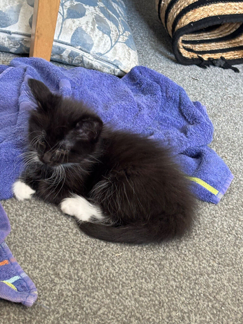 One beautiful kitten left available