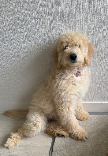 Labradoodle F2 minaure
