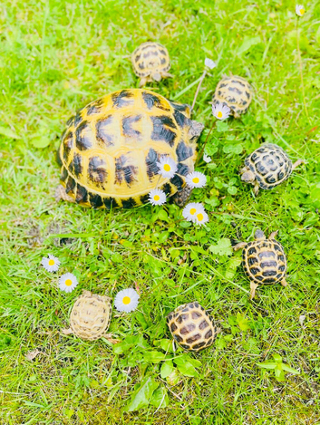 Horsefield tortoises baby LAST ONE!