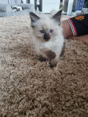 Last male available - Ragdoll