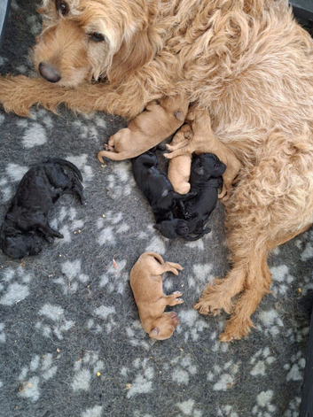 Beautiful Labradoodle Puppies Available