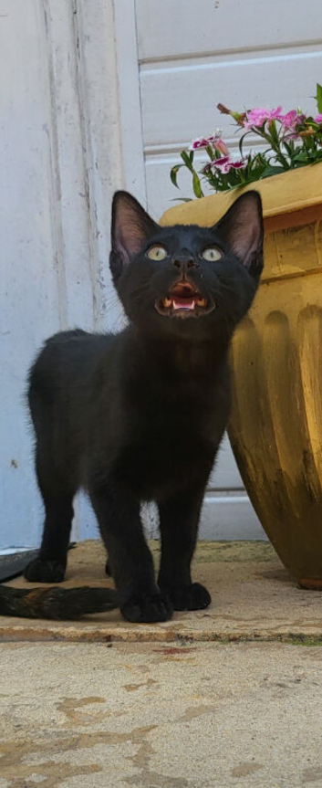 Boy black kitten 9 weeks