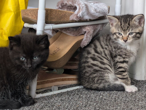 8 week old kittens