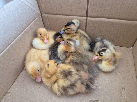 Indian runner ducklings & hatching eggs