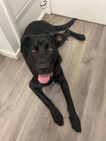 Shepherd &times; Rottweiler Looking for His Forever Home