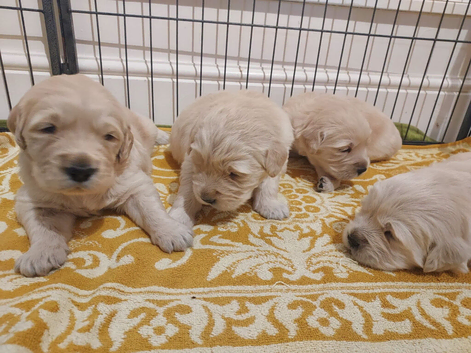 Gorgeous puppies