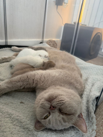 British Shorthair kittens